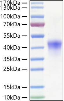 Recombinant Human TNFRSF4/OX40/CD134 Protein was determined by SDS-PAGE under reducing conditions with Coomassie Blue.