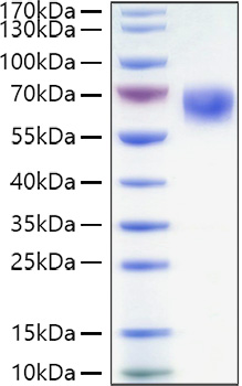 Recombinant Human TNFRSF7/CD27 Protein was determined by SDS-PAGE under reducing conditions with Coomassie Blue.