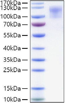 Recombinant Human CD34 Protein was determined by SDS-PAGE under reducing conditions with Coomassie Blue.