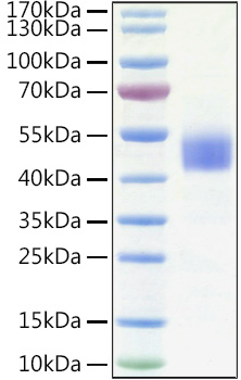 Recombinant Human IGFBP-3 Protein was determined by SDS-PAGE under reducing conditions with Coomassie Blue.