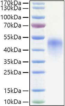 Recombinant Human Fc-gamma RIII alpha/CD16a(F176V) Protein was determined by SDS-PAGE under reducing conditions with Coomassie Blue.