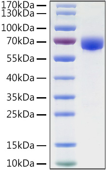 Recombinant Human B7-H3/CD276 Protein was determined by SDS-PAGE under reducing conditions with Coomassie Blue.