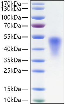 Recombinant Mouse TNFRSF1B/TNF-R2/CD120b Protein was determined by SDS-PAGE under reducing conditions with Coomassie Blue.