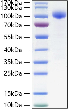 Recombinant Human IL-23R Protein was determined by SDS-PAGE under reducing conditions with Coomassie Blue.