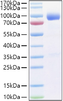 Recombinant Human IL-1R3/IL-1RAcP/IL1RAP Protein was determined by SDS-PAGE under reducing conditions with Coomassie Blue.