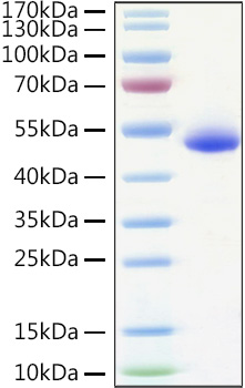 Recombinant Human TNFRSF10B/DR5/TRAIL-R2/CD262 Protein was determined by SDS-PAGE under reducing conditions with Coomassie Blue.