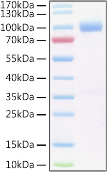 Recombinant Human IL-6RA/CD126 Protein was determined by SDS-PAGE under reducing conditions with Coomassie Blue.