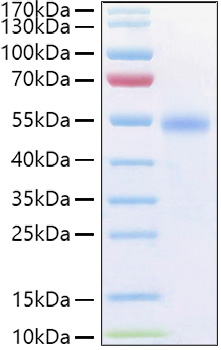 Recombinant Human TNFRSF18/GITR/CD357 Protein was determined by SDS-PAGE under reducing conditions with Coomassie Blue.