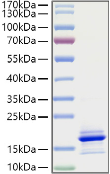 Recombinant Human CCL21 Protein was determined by SDS-PAGE under reducing conditions with Coomassie Blue.