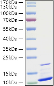 Recombinant Human CXCL3/GRO-gamma/MIP2-beta Protein was determined by SDS-PAGE under reducing conditions with Coomassie Blue.
