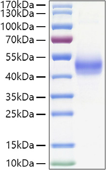 Recombinant Human TGFR-1/ALK-5 Protein was determined by SDS-PAGE under reducing conditions with Coomassie Blue.