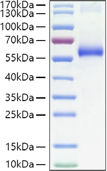 Recombinant Human TNFRSF1A/TNF-R1/CD120a Protein was determined by SDS-PAGE under reducing conditions with Coomassie Blue.