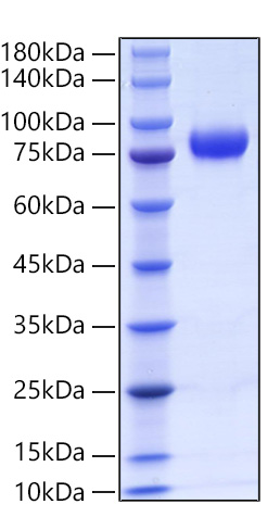 Recombinant Human Endoglin/ENG/CD105 Protein was determined by SDS-PAGE under reducing conditions with Coomassie Blue.