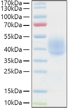 Recombinant Human NKAT-1/KIR2DL1/CD158a Protein was determined by SDS-PAGE under reducing conditions with Coomassie Blue.