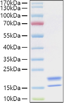 Recombinant Human TNFSF18/GITR Ligand Protein was determined by SDS-PAGE under reducing conditions with Coomassie Blue.
