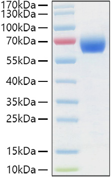 Recombinant Human LILRB3/ILT-5/CD85a Protein was determined by SDS-PAGE under reducing conditions with Coomassie Blue.