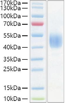 Recombinant Mouse CD24 Protein was determined by SDS-PAGE under reducing conditions with Coomassie Blue.