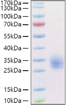 Recombinant Human LAIR-1/CD305 Protein was determined by SDS-PAGE under reducing conditions with Coomassie Blue.