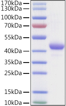Recombinant Human Apolipoprotein A-II/APOA2 Protein was determined by SDS-PAGE under reducing conditions with Coomassie Blue.