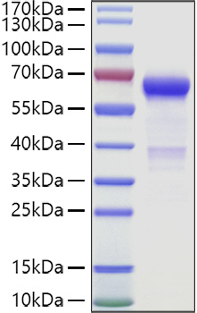 Recombinant Human VSIG3/IgSF11 Protein was determined by SDS-PAGE under reducing conditions with Coomassie Blue.