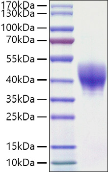 Recombinant Mouse TROP-2/TACSTD2 Protein was determined by SDS-PAGE under reducing conditions with Coomassie Blue.