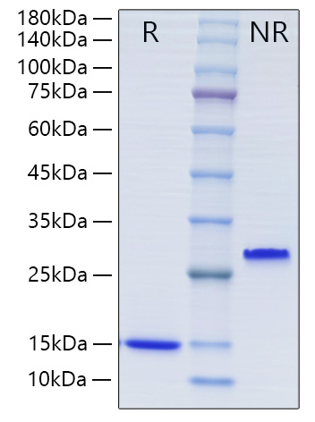 Recombinant Human Mature TGF-beta 1 Protein was determined by SDS-PAGE under reducing (R) and non-reducing (NR) conditions.