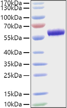 Recombinant Mouse Apolipoprotein A-I/APOA1 Protein was determined by SDS-PAGE under reducing conditions with Coomassie Blue.