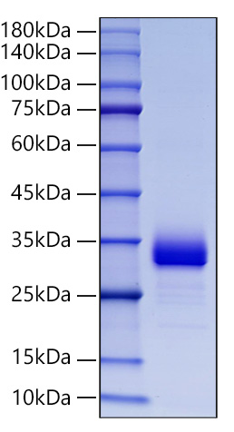 Recombinant Mouse Adiponectin/Acrp30/ADIPOQ Protein was determined by SDS-PAGE under reducing conditions with Coomassie Blue.