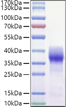 Recombinant Mouse Basigin/EMMPRIN/CD147 Protein was determined by SDS-PAGE under reducing conditions with Coomassie Blue.