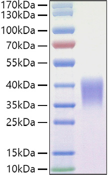 Recombinant Mouse Ephrin-B2/EFNB2 Protein was determined by SDS-PAGE under reducing conditions with Coomassie Blue.