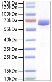 Recombinant Mouse EphA2/ECK Protein was determined by SDS-PAGE under reducing conditions with Coomassie Blue.