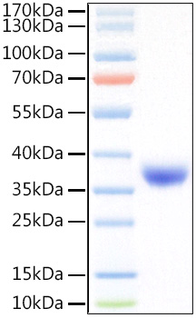 Recombinant SARS-COV-2 Spike RBD(L452R,T478K) Protein was determined by SDS-PAGE under reducing conditions with Coomassie Blue.
