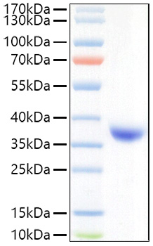 Recombinant SARS-COV-2 Spike RBD(Lambda/C.37) Protein was determined by SDS-PAGE under reducing conditions with Coomassie Blue.