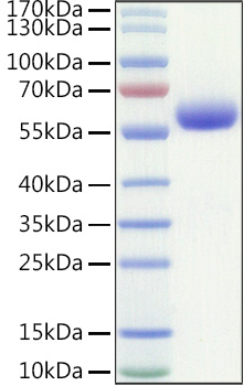 Recombinant Human LAIR-1/CD305 Protein was determined by SDS-PAGE under reducing conditions with Coomassie Blue.