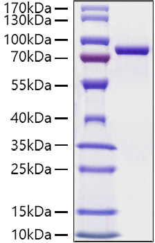 Recombinant Mouse Transferrin/TF Protein was determined by SDS-PAGE under reducing conditions with Coomassie Blue.