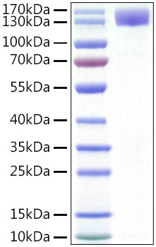 Recombinant Human CSF1R/M-CSF R/CD115 Protein was determined by SDS-PAGE under reducing conditions with Coomassie Blue.