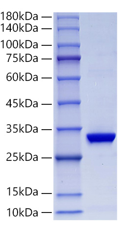 Recombinant Human Glutathione S-transferase omega-1/GSTO-1/SPG-R Protein was determined by SDS-PAGE under reducing conditions with Coomassie Blue.
