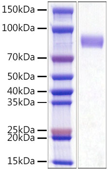 Recombinant Mouse Siglec-3/CD33 Protein was determined by SDS-PAGE under reducing conditions with Coomassie Blue.