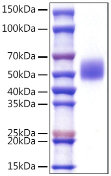 Recombinant Mouse c-Kit/CD117 Protein was determined by SDS-PAGE under reducing conditions with Coomassie Blue.