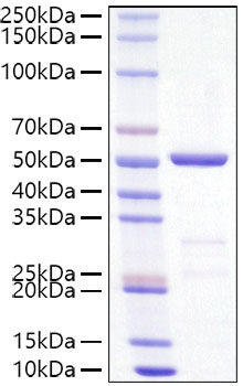 Recombinant SARS-CoV-2 Nucleocapsid (B.1.617.2/Delta) Protein was determined by SDS-PAGE under reducing conditions with Coomassie Blue.