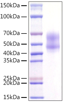 Recombinant Human MITF Protein was determined by SDS-PAGE under reducing conditions with Coomassie Blue.