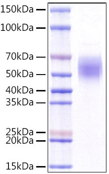 Recombinant Human KLRG1/CLEC15A/CD369 Protein was determined by SDS-PAGE under reducing conditions with Coomassie Blue.