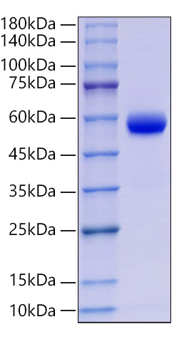 Recombinant Human CD8a Protein was determined by SDS-PAGE under reducing conditions with Coomassie Blue.