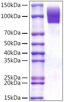 Recombinant Human SR-D1/CD68 Protein was determined by SDS-PAGE under reducing conditions with Coomassie Blue.