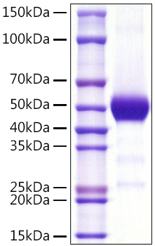 Recombinant Human Thy-1/CD90 Protein was determined by SDS-PAGE under reducing conditions with Coomassie Blue.