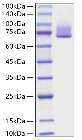 Recombinant Human Syndecan-1/SDC1/CD138 Protein was determined by SDS-PAGE under reducing conditions with Coomassie Blue.