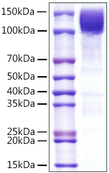 Recombinant Human PTPRC/CD45RA/CD45 Protein was determined by SDS-PAGE under reducing conditions with Coomassie Blue.