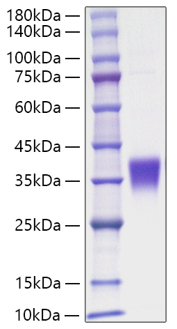 Recombinant Human Erythropoietin/EPO Protein was determined by SDS-PAGE under reducing conditions with Coomassie Blue.