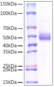 Recombinant Human TNFSF18/GITR Ligand Protein was determined by SDS-PAGE under reducing conditions with Coomassie Blue.