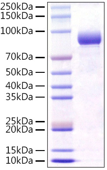 Recombinant Mouse FGFR-4/CD334 Protein was determined by SDS-PAGE under reducing conditions with Coomassie Blue.